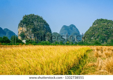 Rice field with mountain background scenery in fall