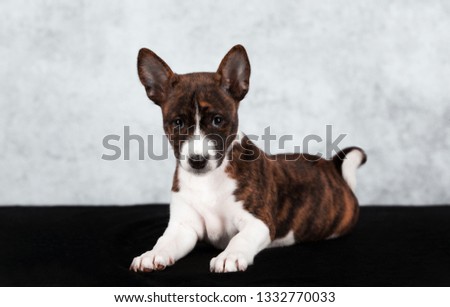 portrait of a brown brindle lies puppy Basenji dog on a grey background, blue background