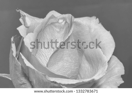 Fine art still life monochrome macro of a single isolated rose blossom with a leaf and detailed texture on gray textured background