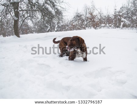 purebred animal in the snow on a winter forest background. kurtshaar dog