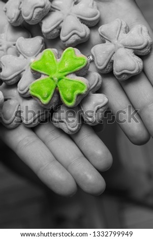 Clover is one of many on a background of gray shamrock symbol st patrick on hands close up