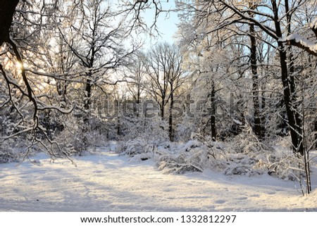 Frosty trees. Winter nature landscape. Christmas background. Freshly fallen snow covers the trees 