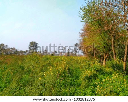 beautiful image of yellow flower with green scenery, background greenery, wallpaper