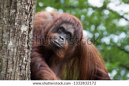 Beautiful portrait of ape