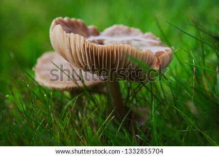 Mushroom in close up in a grass lawn.