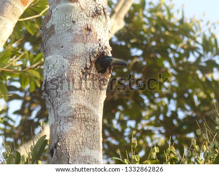 Young Lettered aracari looks out of the nest-hole of a tree (Pteroglossus inscriptus) Ramphastidae family. Location: Mamori, Amazon rainforest, Brazil