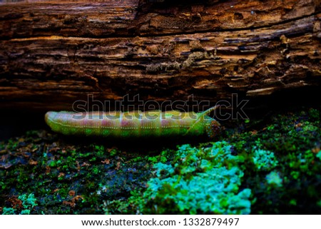 Green caterpillar on a brown wooden log with green moss.