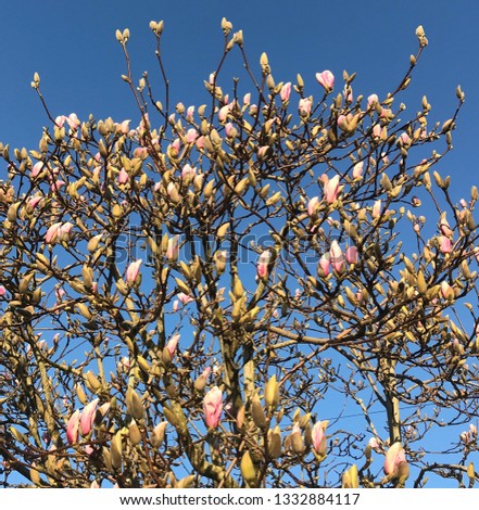 Tree. Pink Magnolia against a bright blue sky