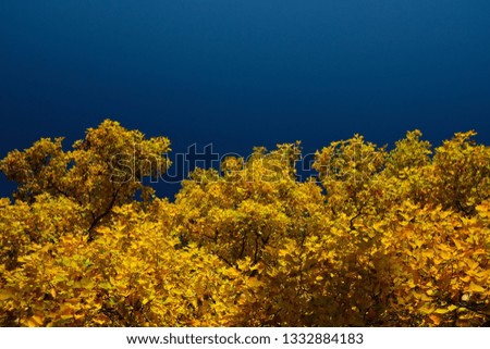 Yellow leaves on a tree with a lovely blue sky behing