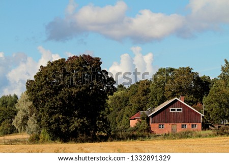 A rural landscape with tall trees and a cow shed in late summer