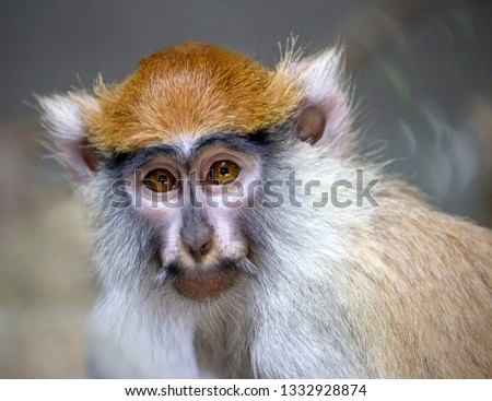 portrait of guenon monkey Royalty-Free Stock Photo #1332928874
