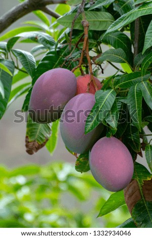 Tropical mango tree with big ripe mango fruits growing in orchard on Gran Canaria island, Spain, cultivation of mango fruits on plantation.