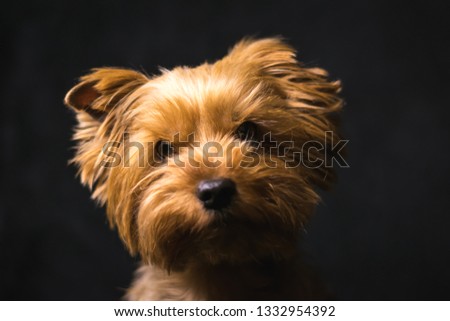 dog, yorkshire terrier, on a black background