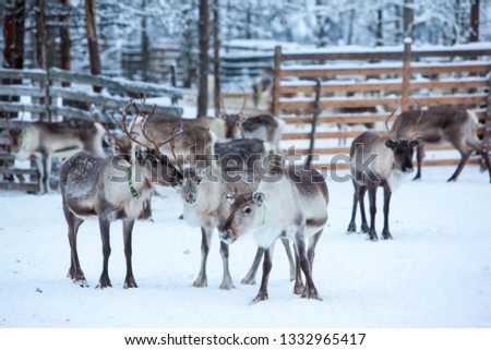 Reindeer herd, Lapland, Northern Finland