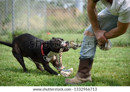 Strong young man wrestles with dog in game of tug of war with rope.