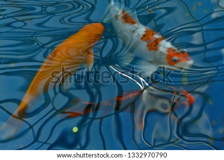 Koi fish inside a pond with a blue reflective background or surface.