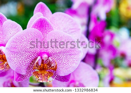 Phalaenopsis Orchid flowers var. hybrid Polka dots, close up. Potted Orchid on the counter in the store. Many flowering Orchids