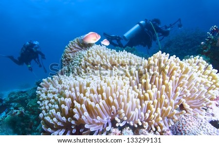 anemone fish with anemone and divers background