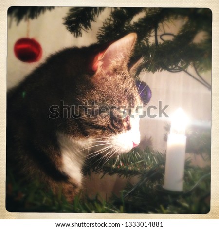 Cat watching christmas light in tree