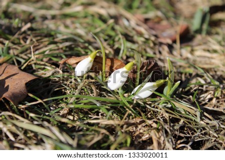 Snowdrops on the background of nature. Grow on the ground. Macro shooting. Nice picture.