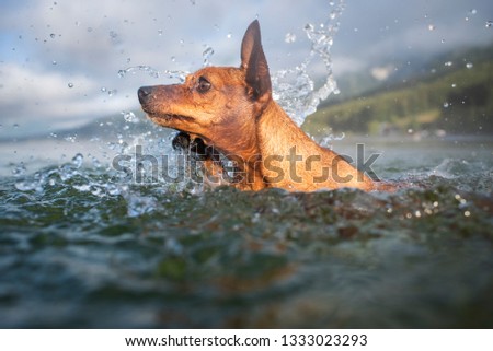 Swimming dog. Dog enjoys the summer. Pinscher is swimming in the lake. 
