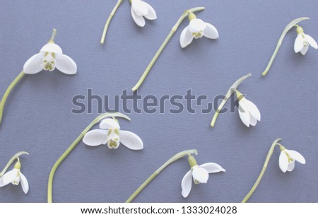 Snowdrops background. White flowers. Soft dreamy image. Minimalism. 