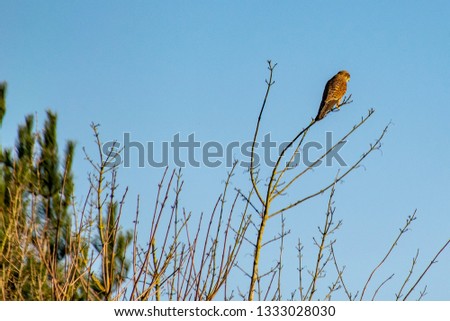 Bird of prey Kestrel (Falco tinnunculus) perched on winter tree branches