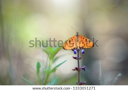 Beautiful butterfly on flower 
