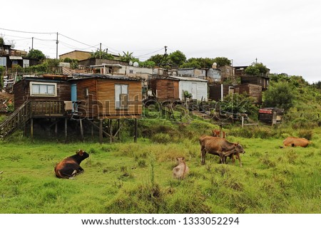 A squatter camp with hunderds of informal houses and shacks constructed with all sorts of scrap material. The  building masters are the poor squaters.