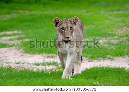 African Lion (Panthera Leo), in rainy season, Kgalagadi Transfrontier Park, Kalahari desert, South Africa.