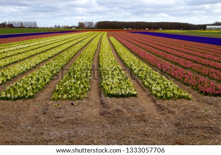 Diferent colours in the Tulip field, Keukenhof, Nederland.