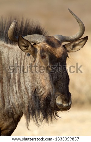 Blue wildebeest (Connochaetes taurinus), in the waterhole, Kgalagadi Transfrontier Park, Kalahari deserrt, South Africa.