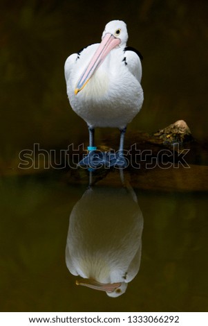 Australian Pelican (Pelecanus conspicillatus), Melbourne, Victoria, Australia.