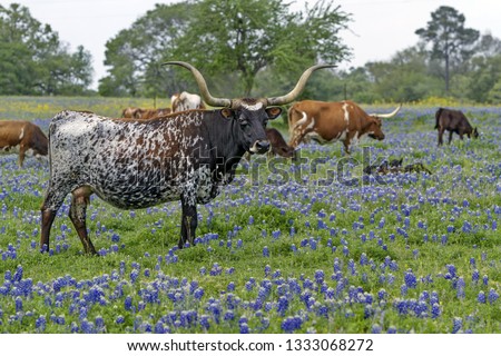 Texas longhorn cow standing in the  bluebonnet field in Hill Country, Texas, USA in spring facing camera