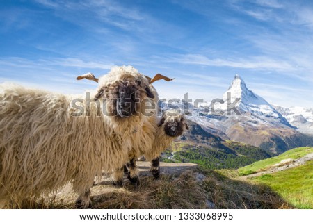The famous Valais blacknose sheep in front of the Matterhorn mountain, Canton of Valais, Switzerland Royalty-Free Stock Photo #1333068995