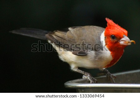 capture this picture at Singapore, 
The red-crested cardinal is a songbird with a prominent red head and crest. This species belongs in the family of the tanagers Notwithstanding its similar name,
