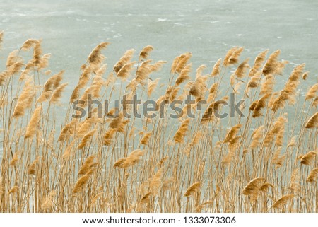 Dry reed on the background of a frozen pond