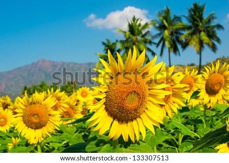 field of sunflower  on the cloudy blue sky with palm trees and mountains