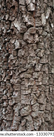 Embossed texture of the bark of old birch with green moss. Panoramic photo of the birch texture.