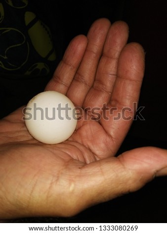 Turtle Egg holding in hands 