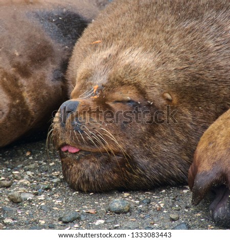 Sea lions sleeping in Angelmo Market in Puerto Montt, Chile