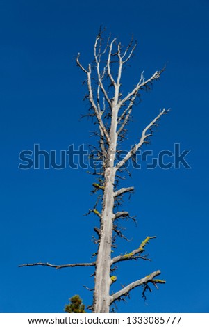 Pine at Mud Volcano, Yellowstone National Park, Idaho, Montana and Wyoming, USA.