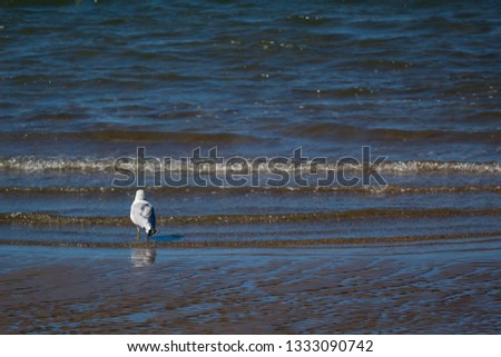 Seagull looking at the waves of the sea