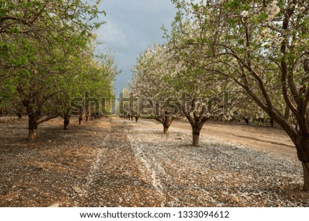 Scenic view of almond grove blooming with beautiful flowers in February near Monastery Of Silence - Latrun Trappist Monastery, Israel