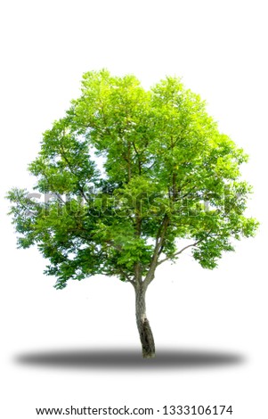 trees on a white background. Beautiful tree It is suitable for use in decorating, decorating, and printing 