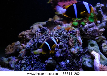 amazing coral reef aquarium with awesome tropical fish