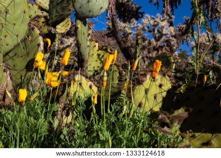 Colorful California Poppies, Eschscholzia californica with cholla cactus and prickly pear cacti growing in the background. Sonoran Desert, Saguaro National Park. Pima County, Tucson, Arizona. 2019.