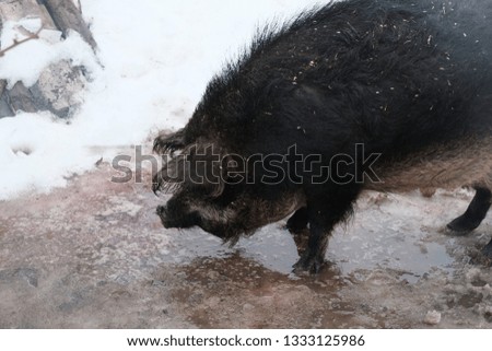 Homemade pig on walk in winter
