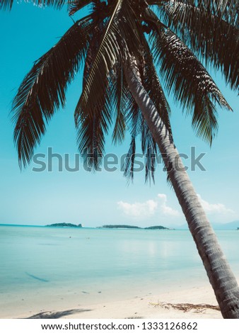 Coconut palms. Travel and vacation by the sea. Filtered, pastel colors.