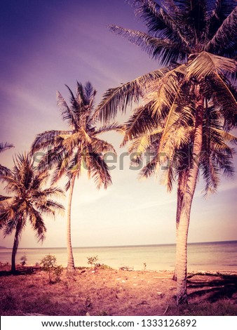 Coconut palms. Travel and vacation by the sea. Filtered, pastel colors.